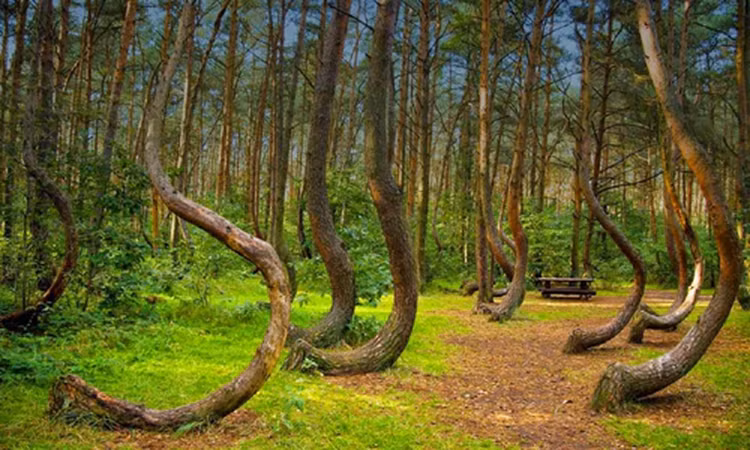 Khu rung bi an khien nhieu nguoi tim dap chan run khi buoc vao-Hinh-3