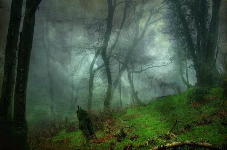 Khu rung bi an khien nhieu nguoi tim dap chan run khi buoc vao-Hinh-5