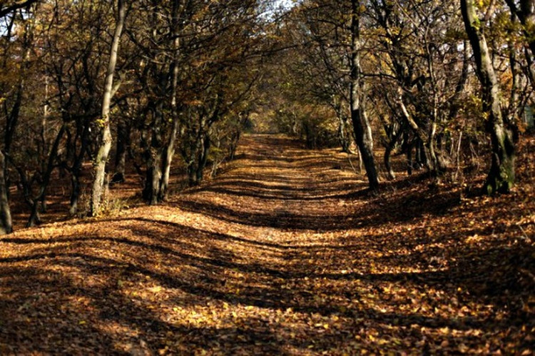 Khu rung bi an khien nhieu nguoi tim dap chan run khi buoc vao-Hinh-8