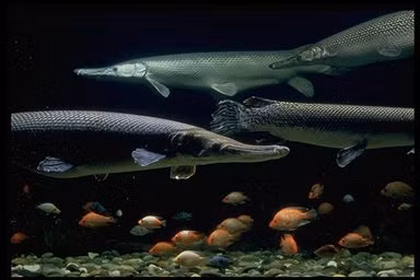 Soi quai ngu gan 160 kg, mom giong ca sau, rang sac nhu dao-Hinh-8