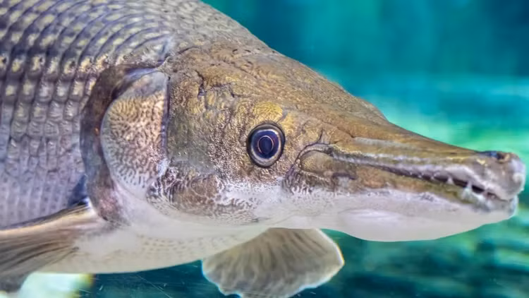 Soi quai ngu gan 160 kg, mom giong ca sau, rang sac nhu dao