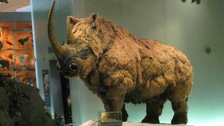 Phat hien giat minh ve xac uop te giac 32.000 tuoi-Hinh-5