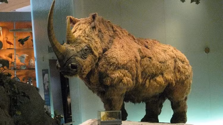 Phat hien giat minh ve xac uop te giac 32.000 tuoi-Hinh-5