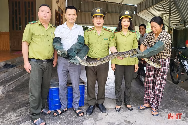 Di lam dong, nong dan Ha Tinh phat hien dong vat 'quy nhu vang'-Hinh-3