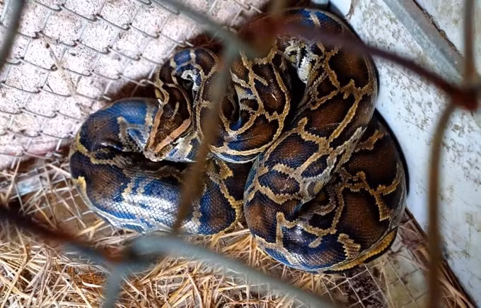 Di lam dong, nong dan Ha Tinh phat hien dong vat 'quy nhu vang'