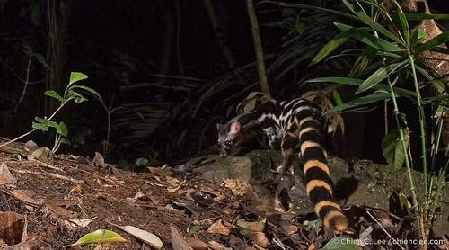 Cay gam duoc giao nop o Yen Bai la loai cuc quy hiem-Hinh-6