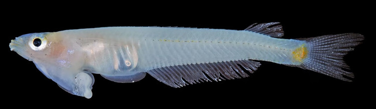 Loai ca chi Viet Nam co, co che giao phoi doc nhat vo nhi-Hinh-4