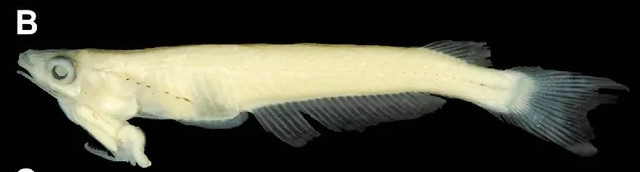 Loai ca chi Viet Nam co, co che giao phoi doc nhat vo nhi-Hinh-7