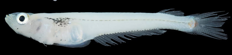 Loai ca chi Viet Nam co, co che giao phoi doc nhat vo nhi-Hinh-5