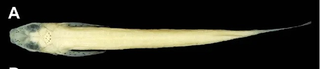 Loai ca chi Viet Nam co, co che giao phoi doc nhat vo nhi-Hinh-6