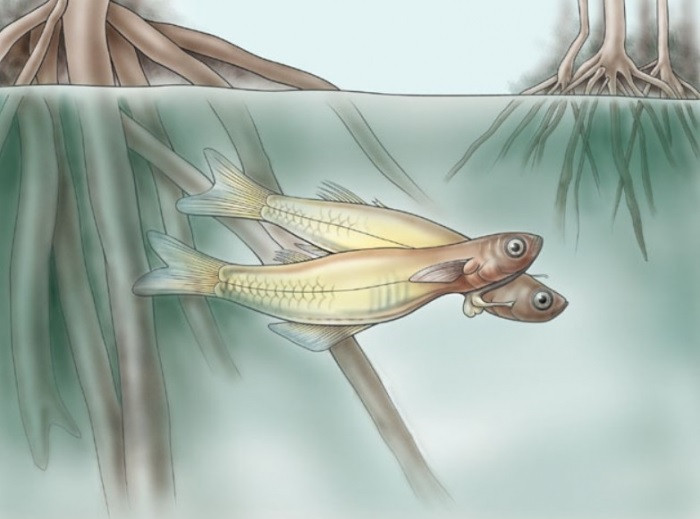 Loai ca chi Viet Nam co, co che giao phoi doc nhat vo nhi-Hinh-3