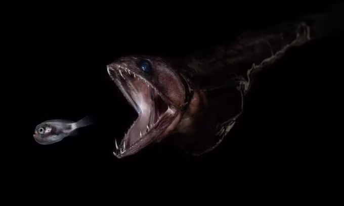 “Sieu thuy quai” hau an, nuot chung con moi gap 10 lan co the