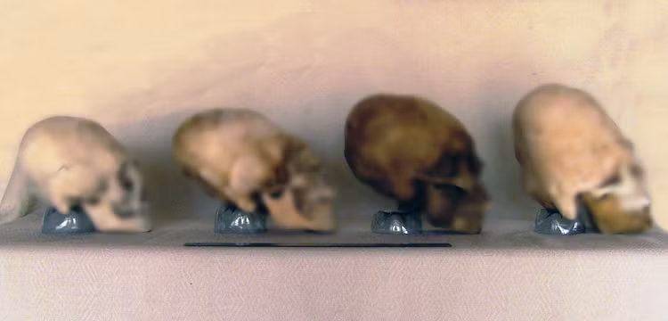 Phat hien soc ve nhung hop so dai nhu cua nguoi ngoai hanh tinh-Hinh-6