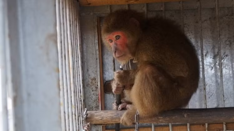 3 con khi dua ve Vuon quoc gia Phong Nha la loai nguy cap-Hinh-5