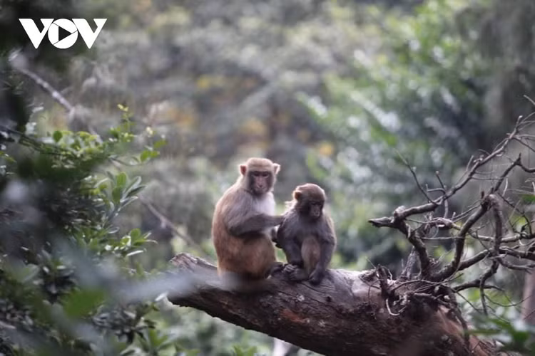 3 con khi dua ve Vuon quoc gia Phong Nha la loai nguy cap-Hinh-10