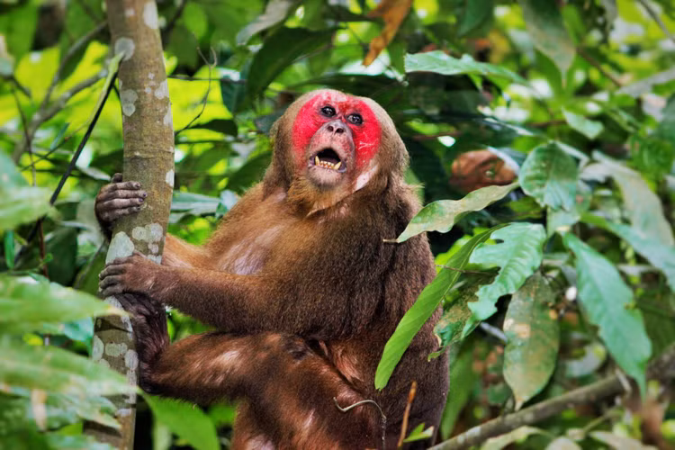 3 con khi dua ve Vuon quoc gia Phong Nha la loai nguy cap-Hinh-6