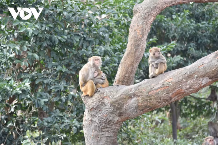 3 con khi dua ve Vuon quoc gia Phong Nha la loai nguy cap-Hinh-11