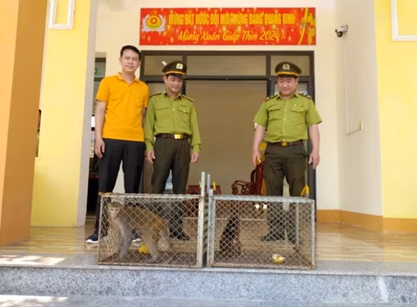 3 con khi dua ve Vuon quoc gia Phong Nha la loai nguy cap