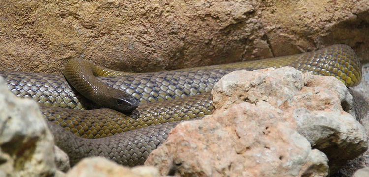 Loai ran cuc doc co the doat mang 100 nguoi chi trong chop mat-Hinh-10