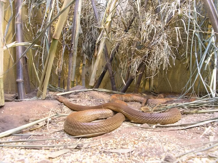 Loai ran cuc doc co the doat mang 100 nguoi chi trong chop mat-Hinh-4