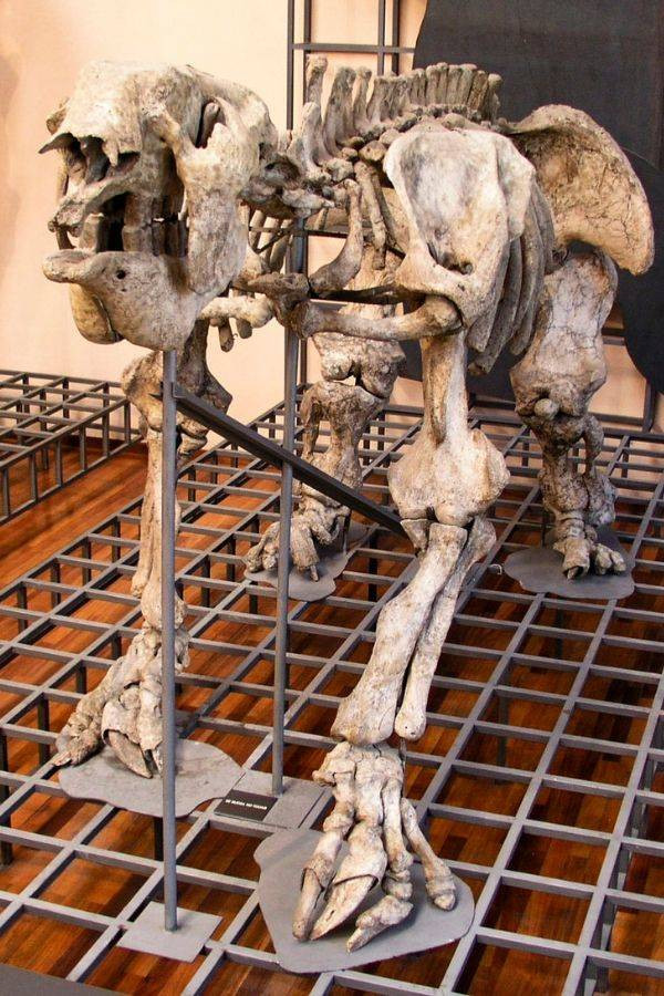 Lo dien quai thu 'bat kha chien bai' thong tri Amazon thoi tien su-Hinh-3