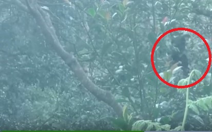 Dong vat cuc hiem o Viet Nam xuat hien lien tuc tren nui Bach Ma-Hinh-6