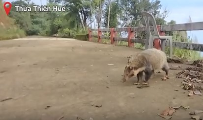 Dong vat cuc hiem o Viet Nam xuat hien lien tuc tren nui Bach Ma-Hinh-2