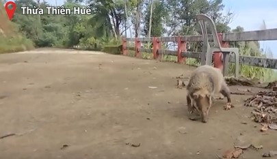 Dong vat cuc hiem o Viet Nam xuat hien lien tuc tren nui Bach Ma-Hinh-3