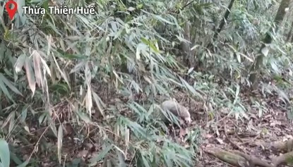 Dong vat cuc hiem o Viet Nam xuat hien lien tuc tren nui Bach Ma-Hinh-4