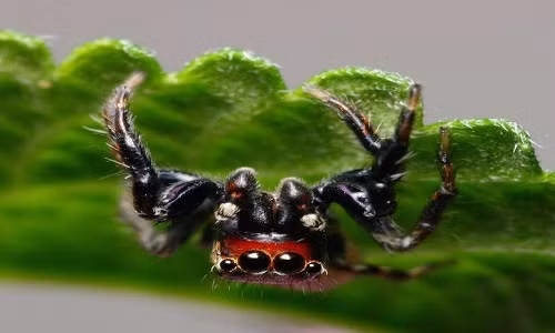 Tiet lo bat ngo ve loai nhen khat mau nhu 'ma ca rong'-Hinh-2