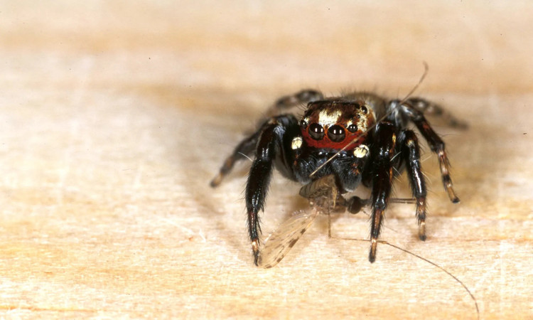 Tiet lo bat ngo ve loai nhen khat mau nhu 'ma ca rong'-Hinh-3