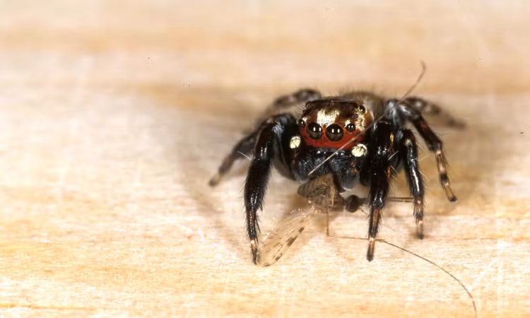 Tiet lo bat ngo ve loai nhen khat mau nhu 'ma ca rong'-Hinh-3