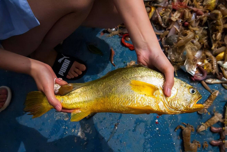 9 loai ca dat nhat the gioi, hang chuc ty dong chua chac mua duoc