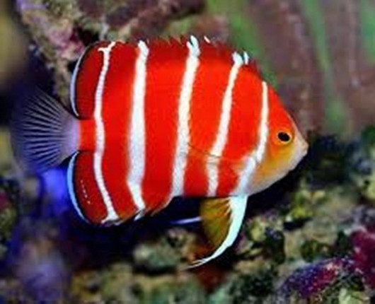 9 loai ca dat nhat the gioi, hang chuc ty dong chua chac mua duoc-Hinh-7