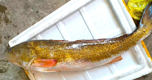 9 loai ca dat nhat the gioi, hang chuc ty dong chua chac mua duoc-Hinh-5