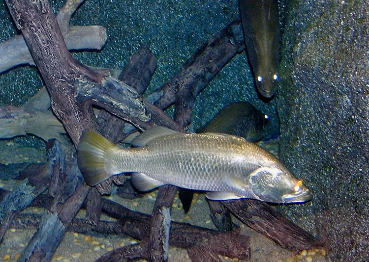 Soi “quai ngu” song Nile dang dung truoc nguy co tuyet chung-Hinh-2