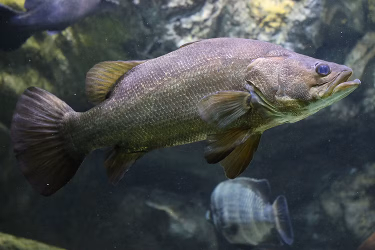 Soi “quai ngu” song Nile dang dung truoc nguy co tuyet chung-Hinh-3