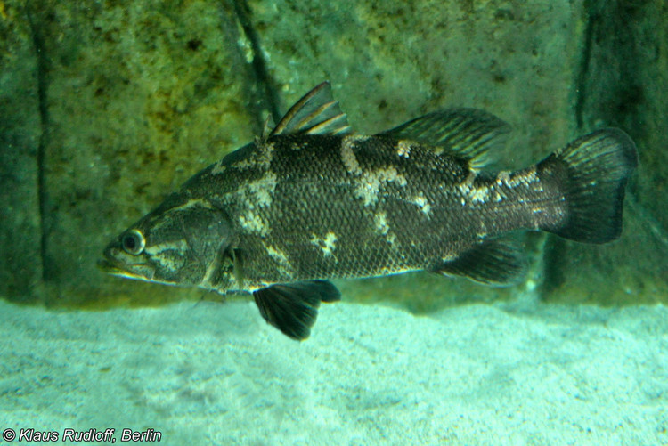 Soi “quai ngu” song Nile dang dung truoc nguy co tuyet chung-Hinh-7