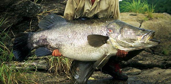 Soi “quai ngu” song Nile dang dung truoc nguy co tuyet chung-Hinh-9