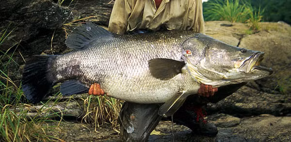 Soi “quai ngu” song Nile dang dung truoc nguy co tuyet chung-Hinh-9