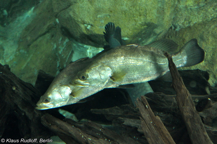 Soi “quai ngu” song Nile dang dung truoc nguy co tuyet chung-Hinh-4