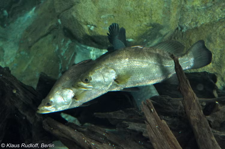 Soi “quai ngu” song Nile dang dung truoc nguy co tuyet chung-Hinh-4