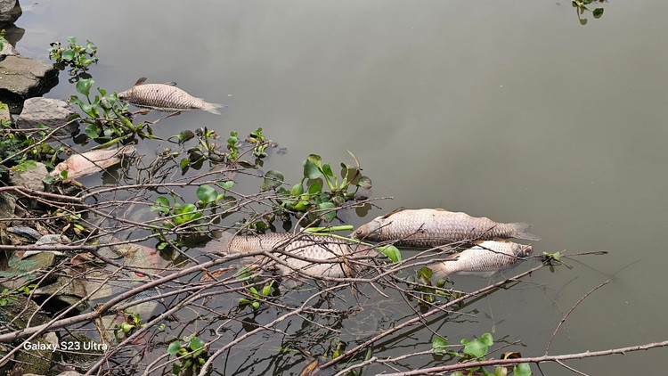 Ca chet troi tran ngap song Sat, may xuc duoc dieu truc vot-Hinh-6