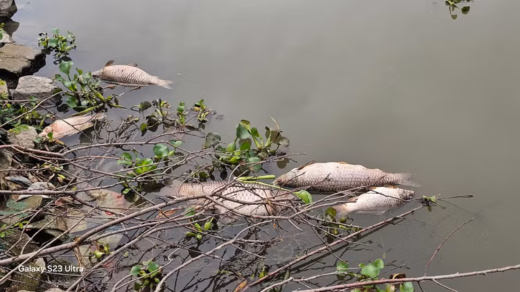 Ca chet troi tran ngap song Sat, may xuc duoc dieu truc vot-Hinh-6