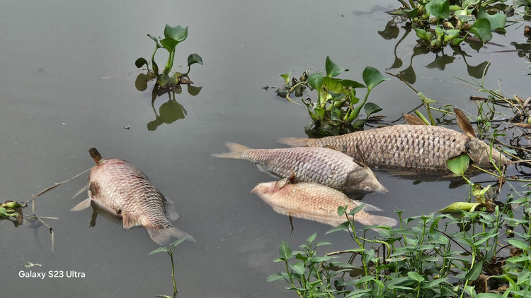 Ca chet troi tran ngap song Sat, may xuc duoc dieu truc vot-Hinh-2