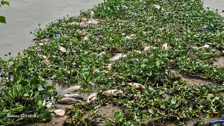 Ca chet troi tran ngap song Sat, may xuc duoc dieu truc vot-Hinh-14