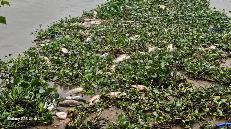 Ca chet troi tran ngap song Sat, may xuc duoc dieu truc vot-Hinh-14