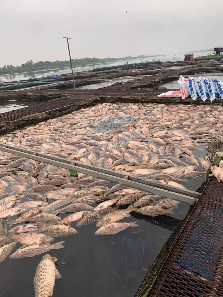 Ca chet troi tran ngap song Sat, may xuc duoc dieu truc vot-Hinh-17