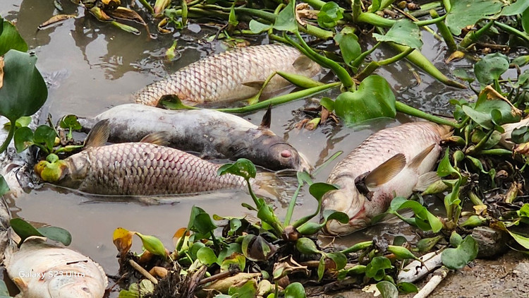 Ca chet troi tran ngap song Sat, may xuc duoc dieu truc vot-Hinh-15