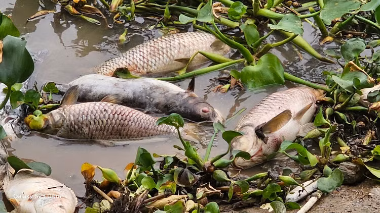 Ca chet troi tran ngap song Sat, may xuc duoc dieu truc vot-Hinh-15